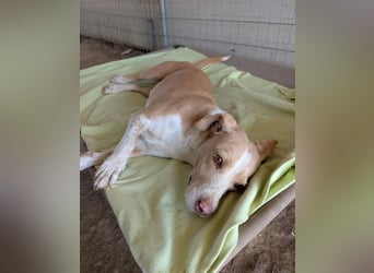 Enrique – kleiner Kuschelbär sucht Zuhause 