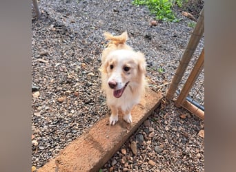 Rüde HUGO sucht sein großes Glück