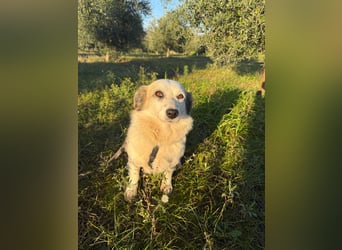 Hündin LIVI sucht ihr Für-immer-Zuhause