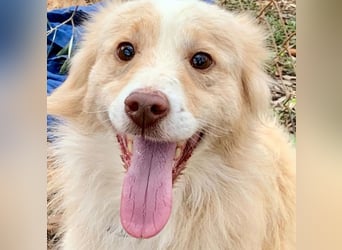 Rüde HUGO sucht sein großes Glück