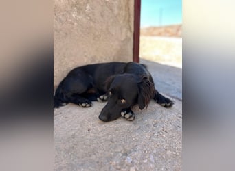 Junghund MORITZ will dein Herz erobern