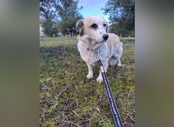 Hündin LIVI sucht ihr Für-immer-Zuhause