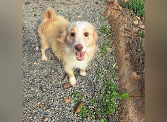 Rüde HUGO sucht sein großes Glück