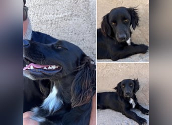 Junghund MORITZ will dein Herz erobern