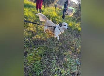 Hündin LIVI sucht ihr Für-immer-Zuhause