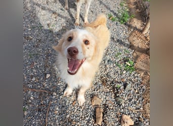 Rüde HUGO sucht sein großes Glück