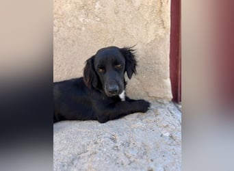 Junghund MORITZ will dein Herz erobern