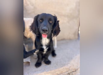 Junghund MORITZ will dein Herz erobern