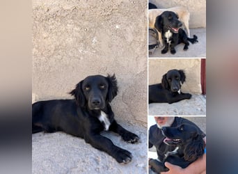 Junghund MORITZ will dein Herz erobern