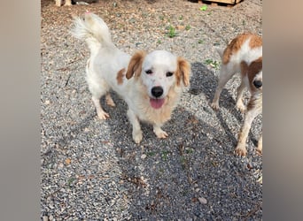 Rüde SAMMY sucht sein Für-immer-Zuhause