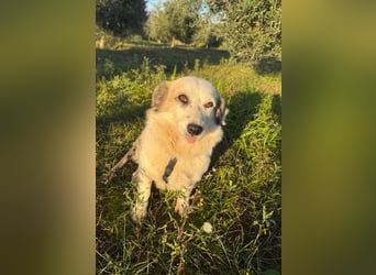 Hündin LIVI sucht ihr Für-immer-Zuhause