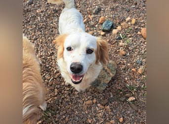 Rüde SAMMY sucht sein Für-immer-Zuhause