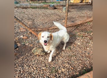 Rüde SAMMY sucht sein Für-immer-Zuhause