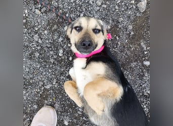 Junge, kleinformatige Hundedame, 15Mon., kastriert