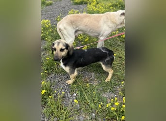 Junge, kleinformatige Hundedame, 15Mon., kastriert