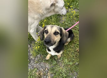 Junge, kleinformatige Hundedame, 15Mon., kastriert