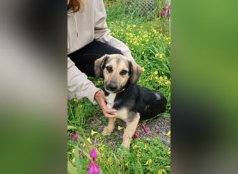 Junge, kleinformatige Hundedame, 15Mon., kastriert