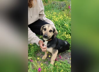 Junge, kleinformatige Hundedame, 15Mon., kastriert