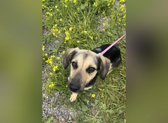 Junge, kleinformatige Hundedame, 15Mon., kastriert