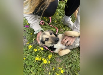 Junge, kleinformatige Hundedame, 15Mon., kastriert