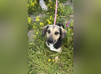 Junge, kleinformatige Hundedame, 15Mon., kastriert