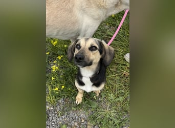 Junge, kleinformatige Hundedame, 15Mon., kastriert