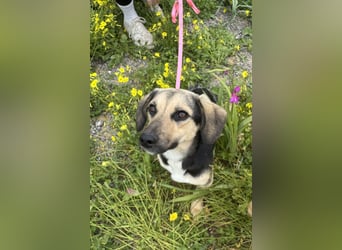 Junge, kleinformatige Hundedame, 15Mon., kastriert