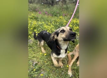 Junge, kleinformatige Hundedame, 15Mon., kastriert