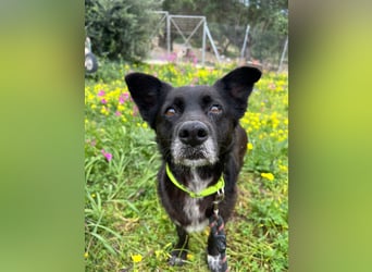 Handlicher, ruhiger Kokoni Mix, 6J., kastriert, rundum sozial