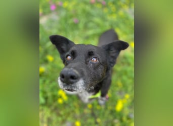 Handlicher, ruhiger Kokoni Mix, 6J., kastriert, rundum sozial