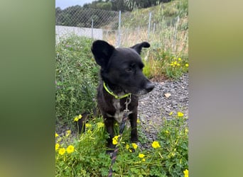 Handlicher, ruhiger Kokoni Mix, 6J., kastriert, rundum sozial