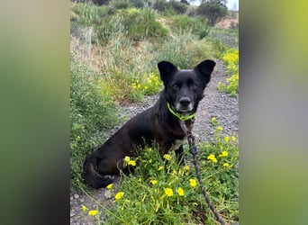 Handlicher, ruhiger Kokoni Mix, 6J., kastriert, rundum sozial