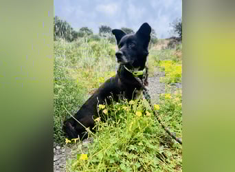 Handlicher, ruhiger Kokoni Mix, 6J., kastriert, rundum sozial