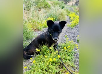 Handlicher, ruhiger Kokoni Mix, 6J., kastriert, rundum sozial