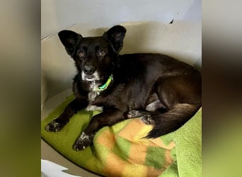 Handlicher, ruhiger Kokoni Mix, 6J., kastriert, rundum sozial