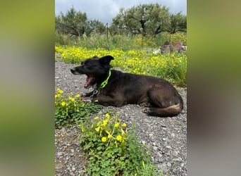 Handlicher, ruhiger Kokoni Mix, 6J., kastriert, rundum sozial