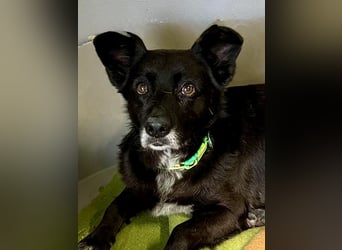 Handlicher, ruhiger Kokoni Mix, 6J., kastriert, rundum sozial