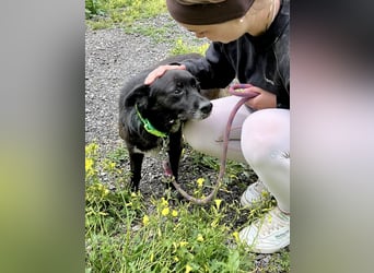 Handlicher, ruhiger Kokoni Mix, 6J., kastriert, rundum sozial