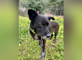 Handlicher, ruhiger Kokoni Mix, 6J., kastriert, rundum sozial