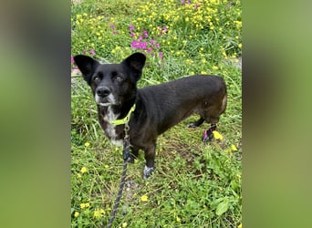 Handlicher, ruhiger Kokoni Mix, 6J., kastriert, rundum sozial