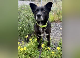 Handlicher, ruhiger Kokoni Mix, 6J., kastriert, rundum sozial