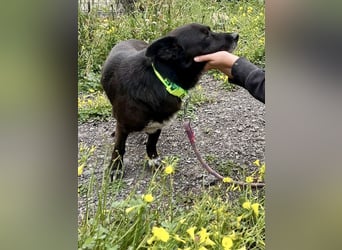 Handlicher, ruhiger Kokoni Mix, 6J., kastriert, rundum sozial