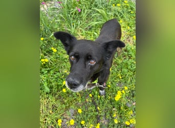 Handlicher, ruhiger Kokoni Mix, 6J., kastriert, rundum sozial