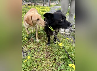 Handlicher, ruhiger Kokoni Mix, 6J., kastriert, rundum sozial