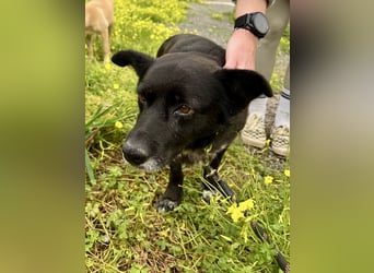 Handlicher, ruhiger Kokoni Mix, 6J., kastriert, rundum sozial