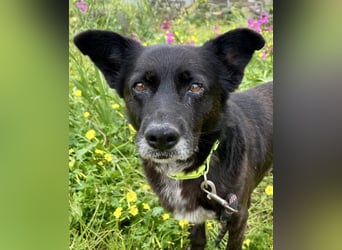 Handlicher, ruhiger Kokoni Mix, 6J., kastriert, rundum sozial