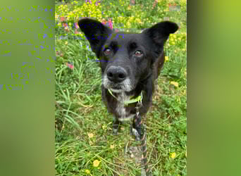 Handlicher, ruhiger Kokoni Mix, 6J., kastriert, rundum sozial