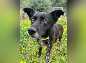 Handlicher, ruhiger Kokoni Mix, 6J., kastriert, rundum sozial