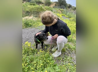 Handlicher, ruhiger Kokoni Mix, 6J., kastriert, rundum sozial