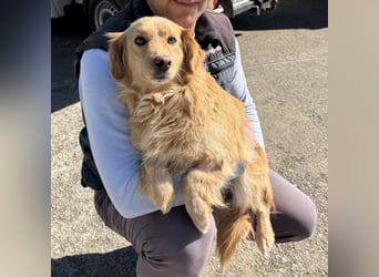 Vanilla eine freundliche fröhliche